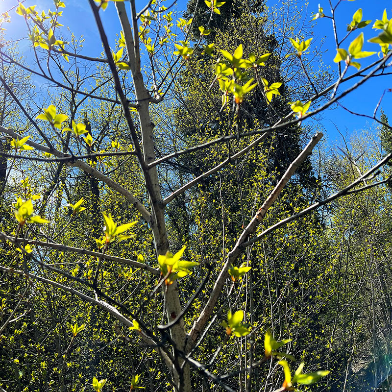 Monarch Lake