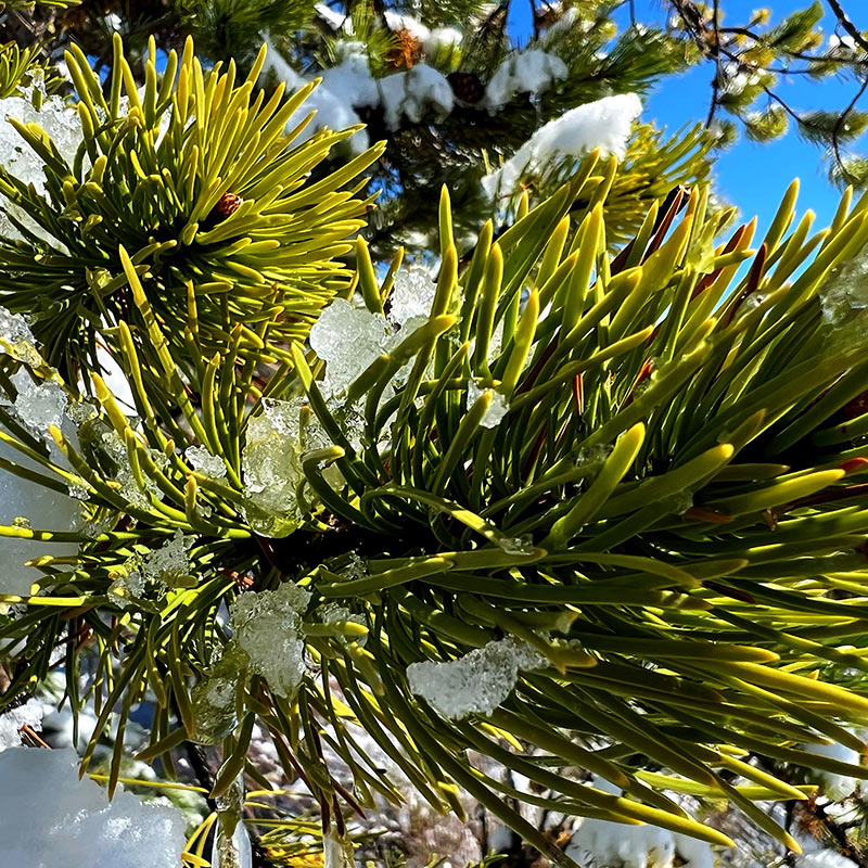 Snowy Pines