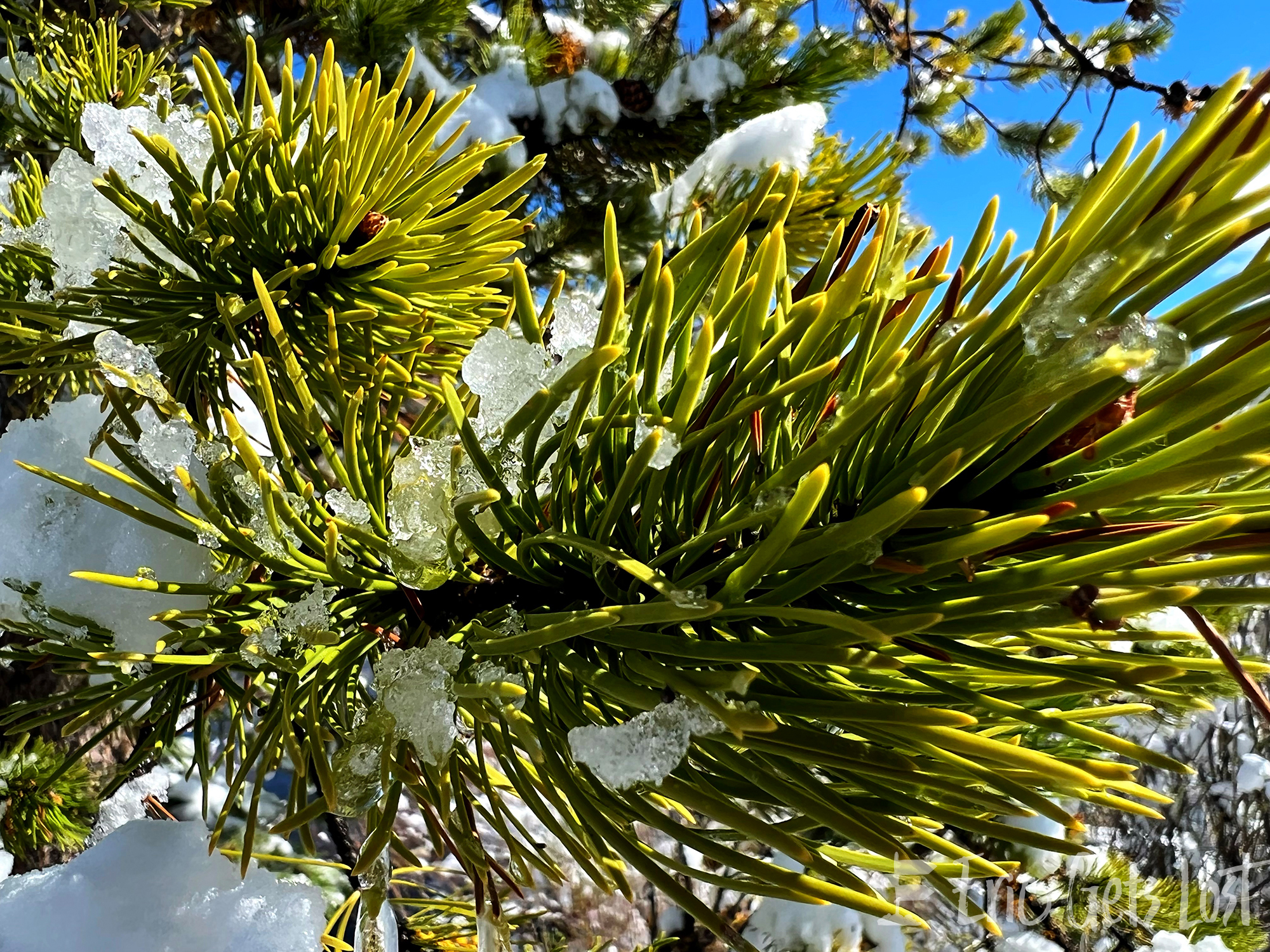 Snowy Pines