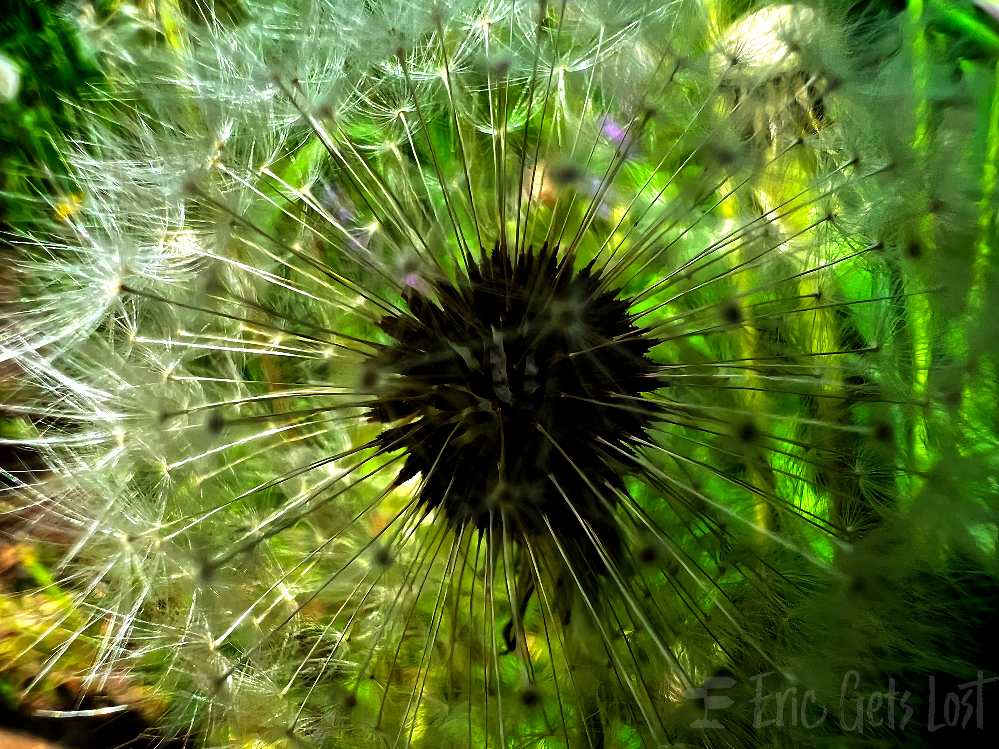 Colorado Dandelion