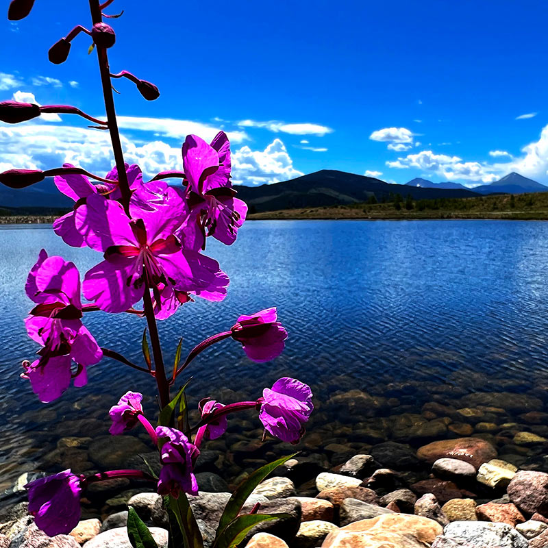 Colorado Wildflowers