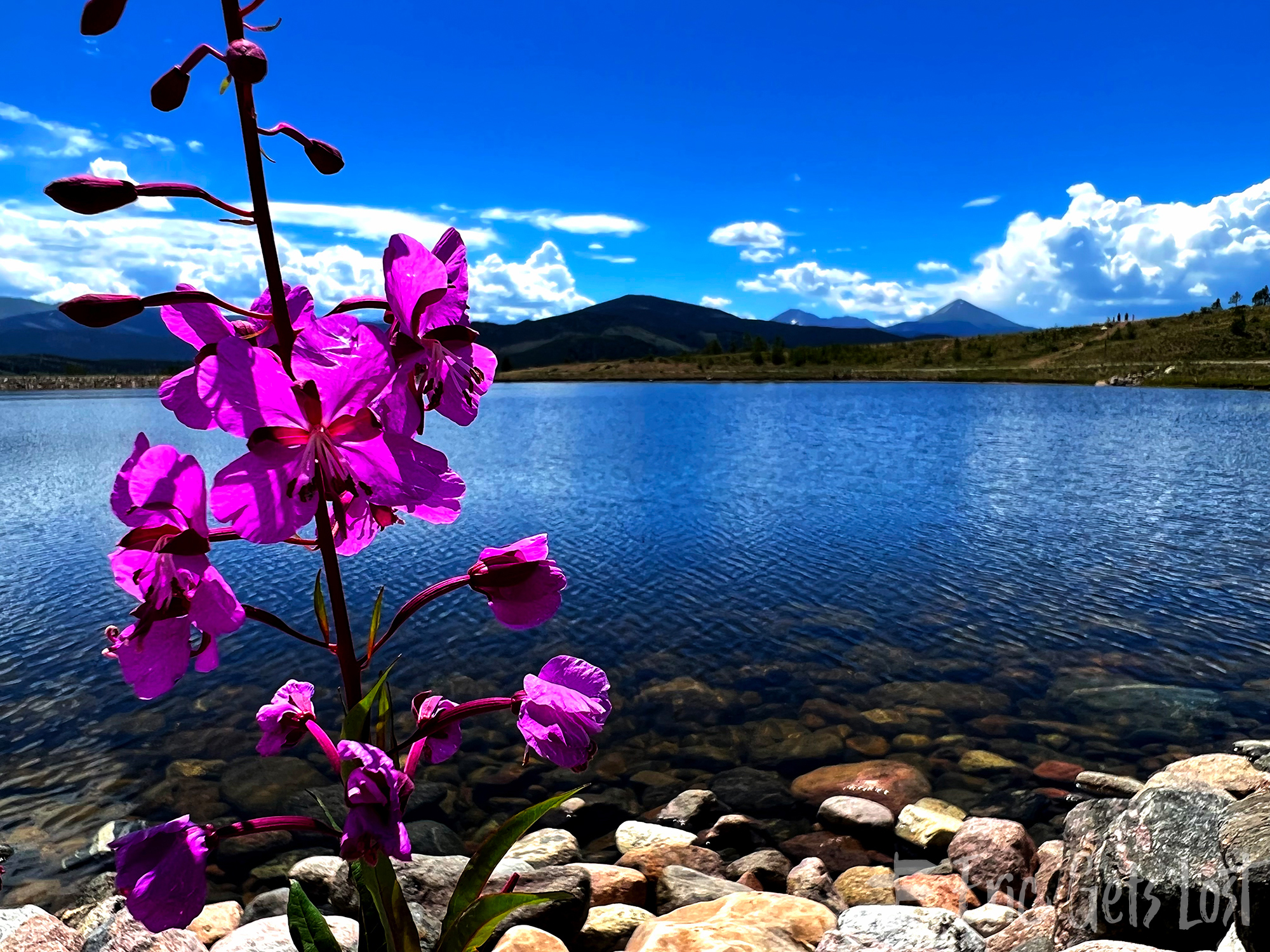 Colorado Wildflowers