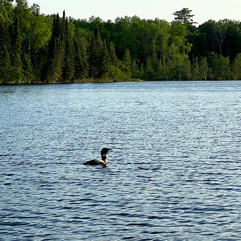 Common Loon