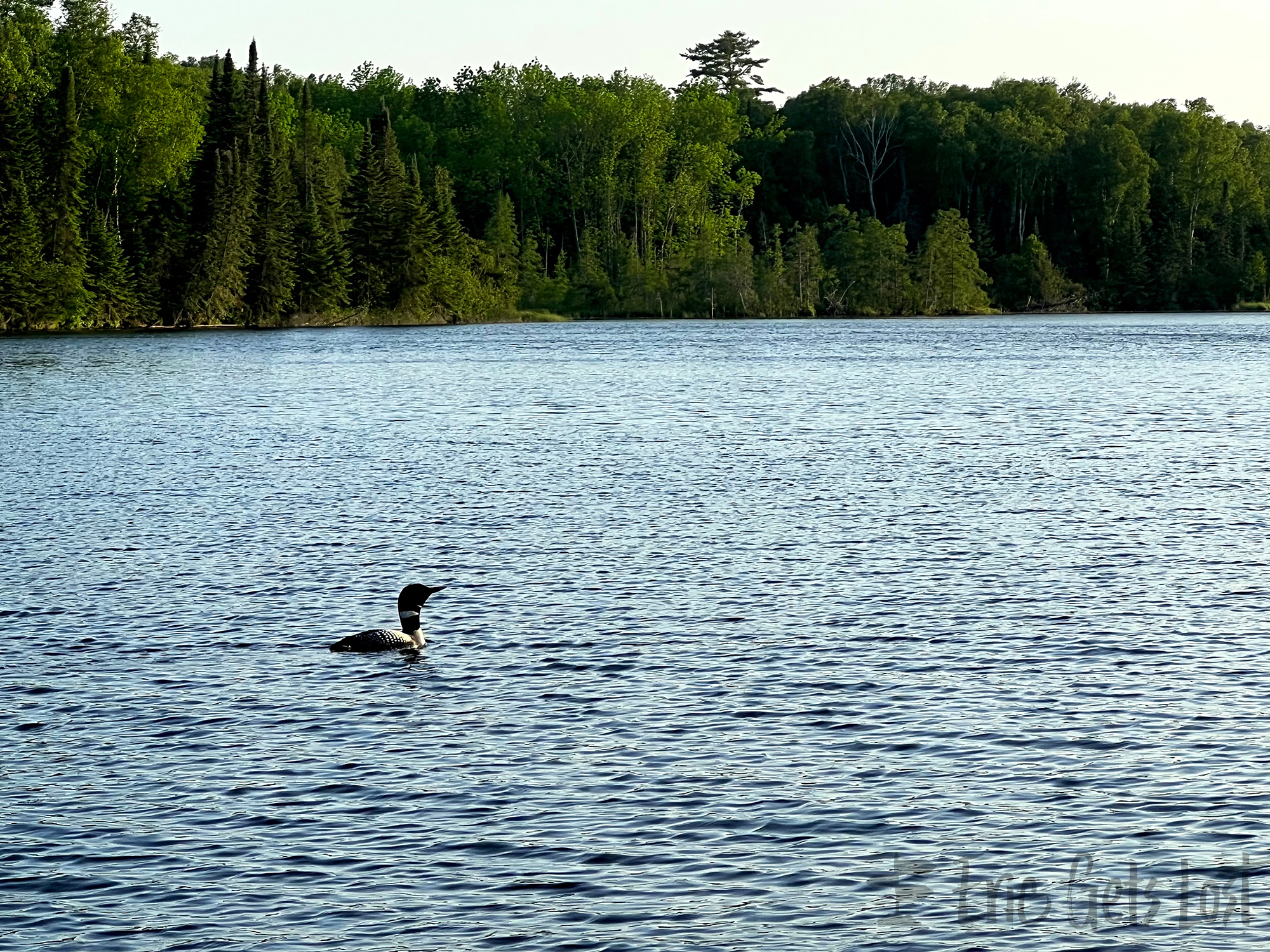 Common Loon