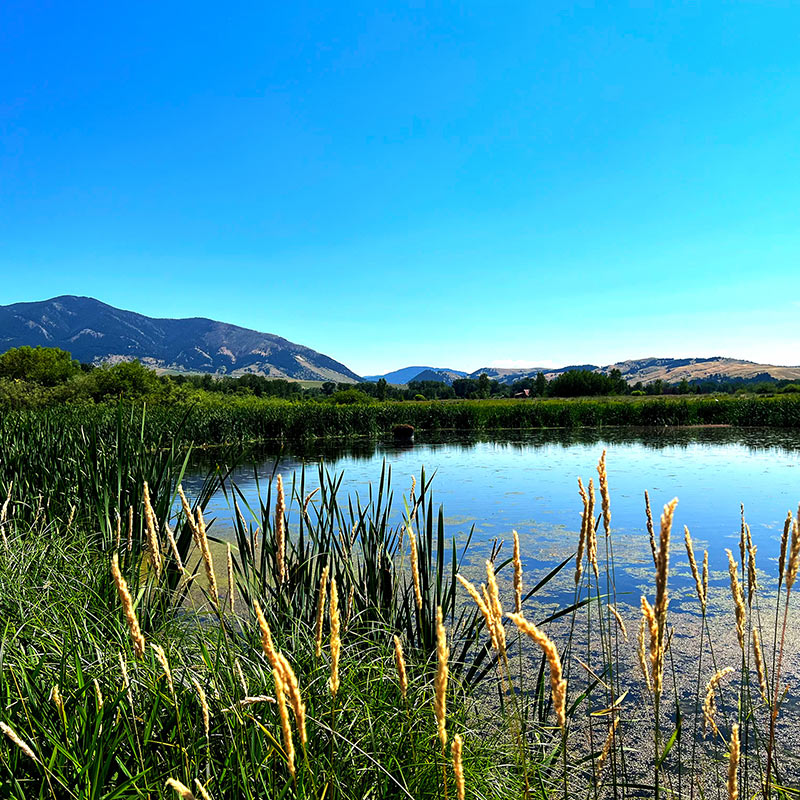 Cherry River Trailhead in Bozeman