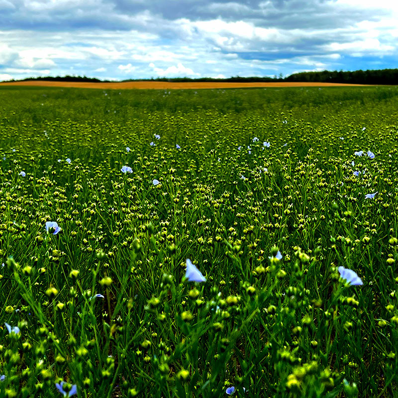 Flax Field