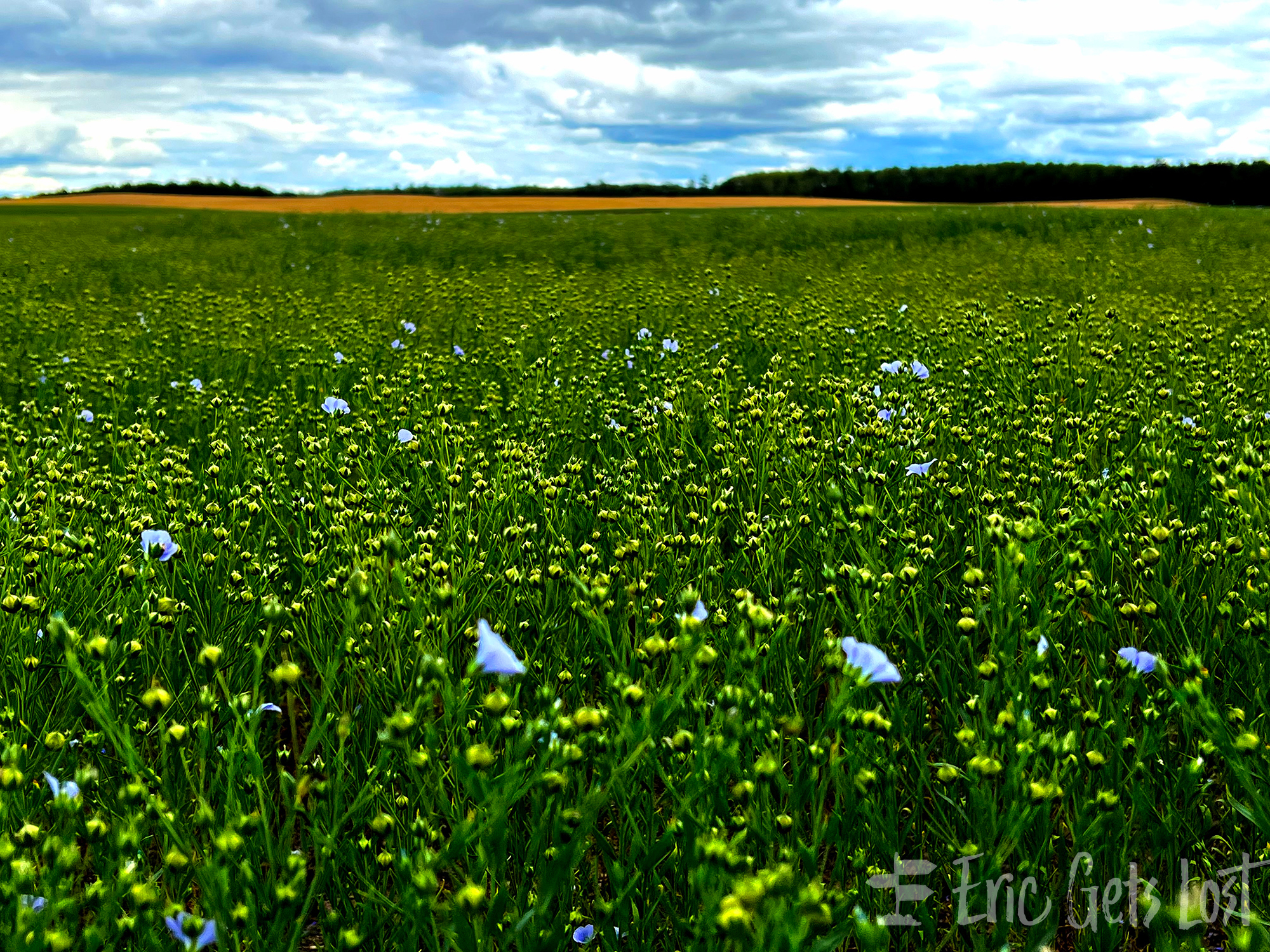 Flax Field