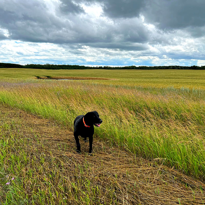 Mixy the Black Lab