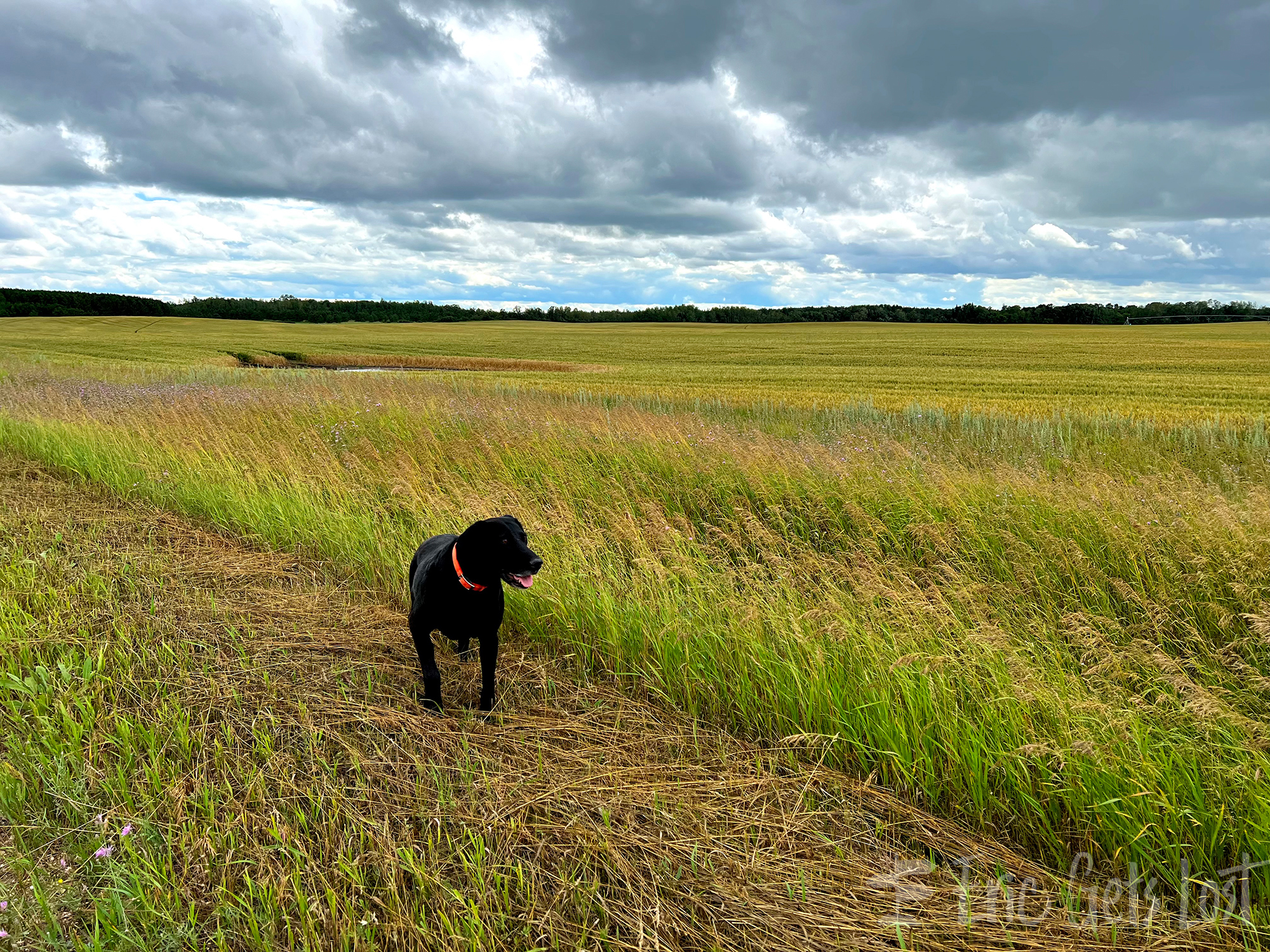 Mixy the Black Lab