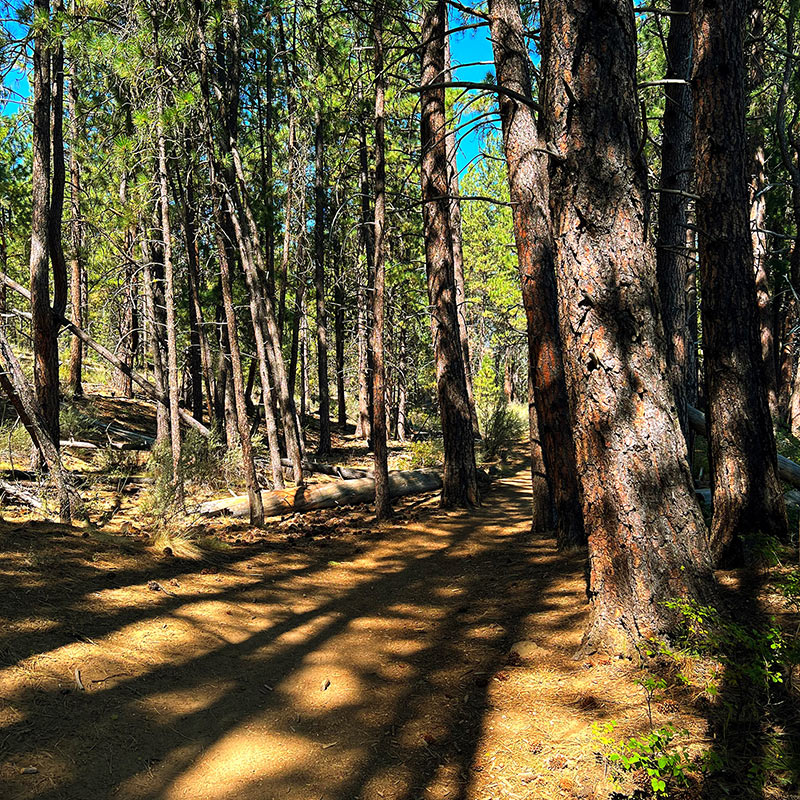 Deschutes National Forest