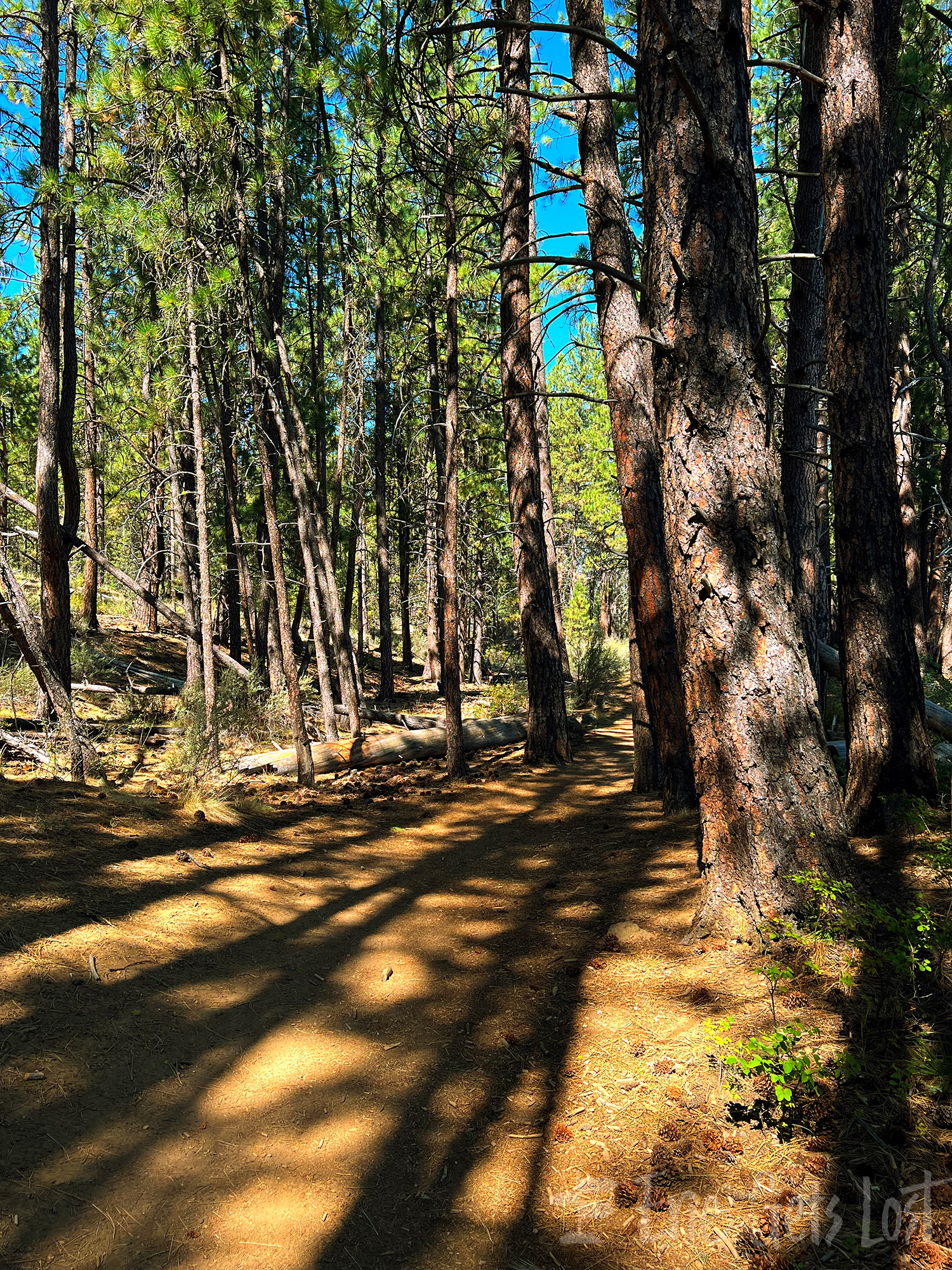 Deschutes National Forest