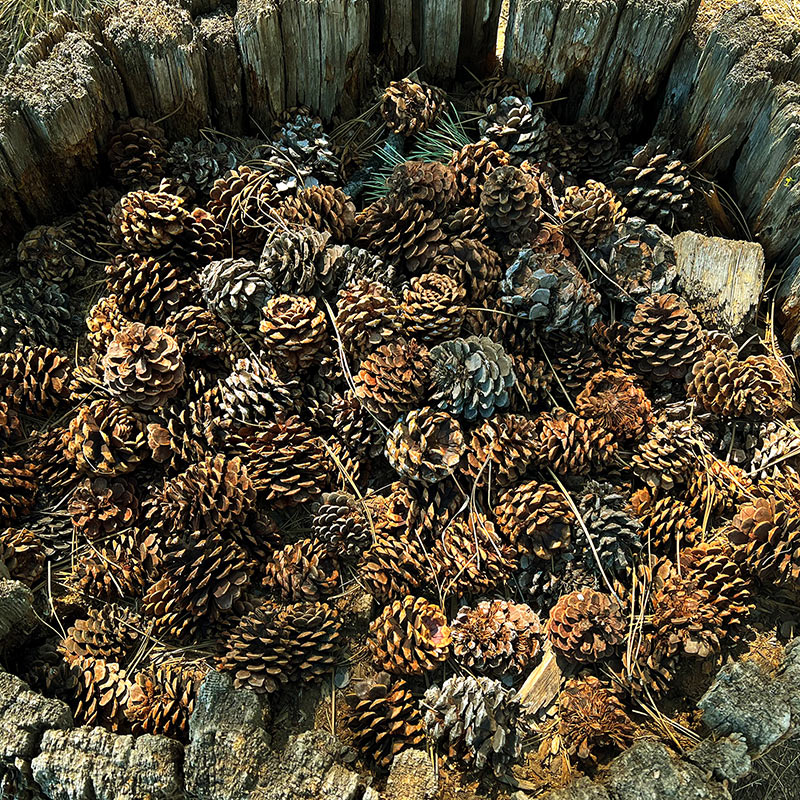 Ponderosa Pine Cones