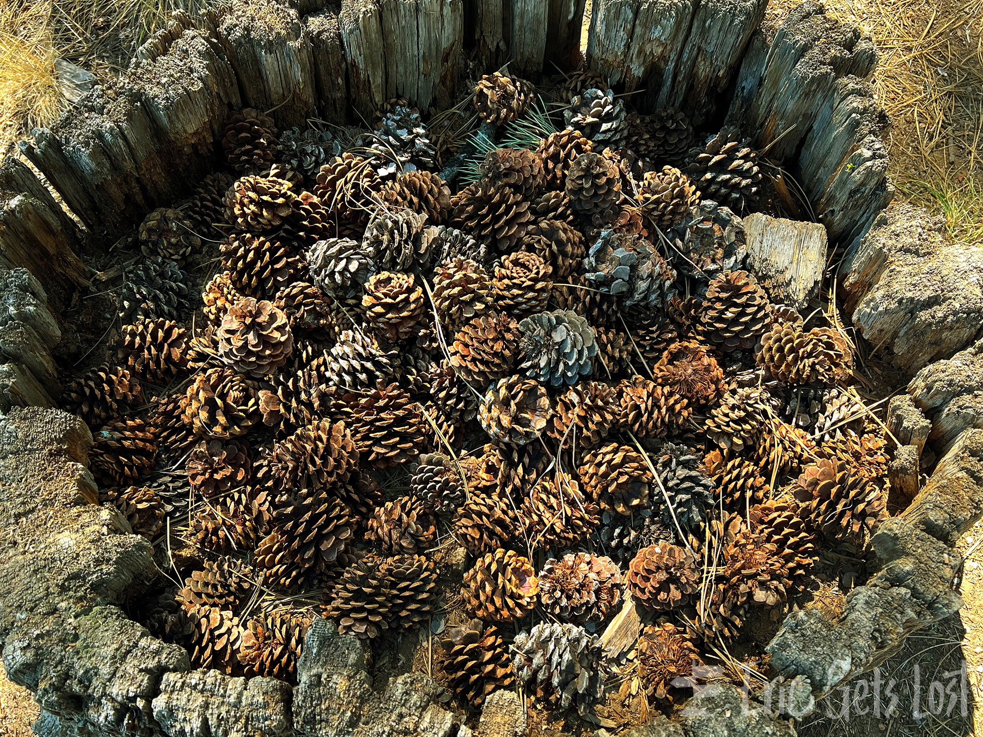 Ponderosa Pine Cones