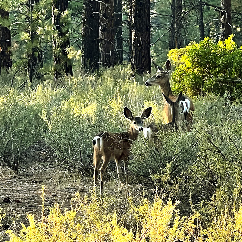 Deschutes Deer