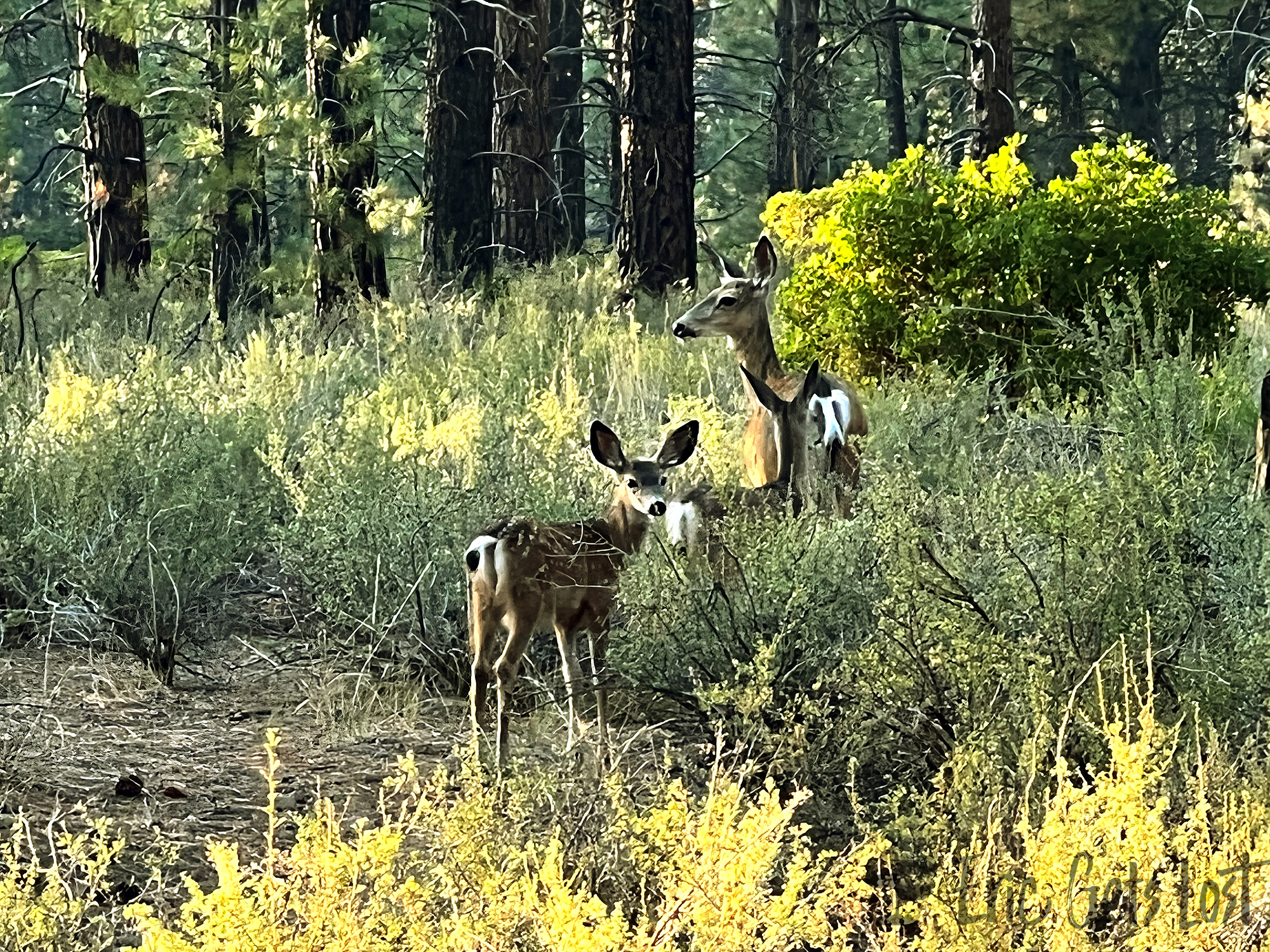 Deschutes Deer