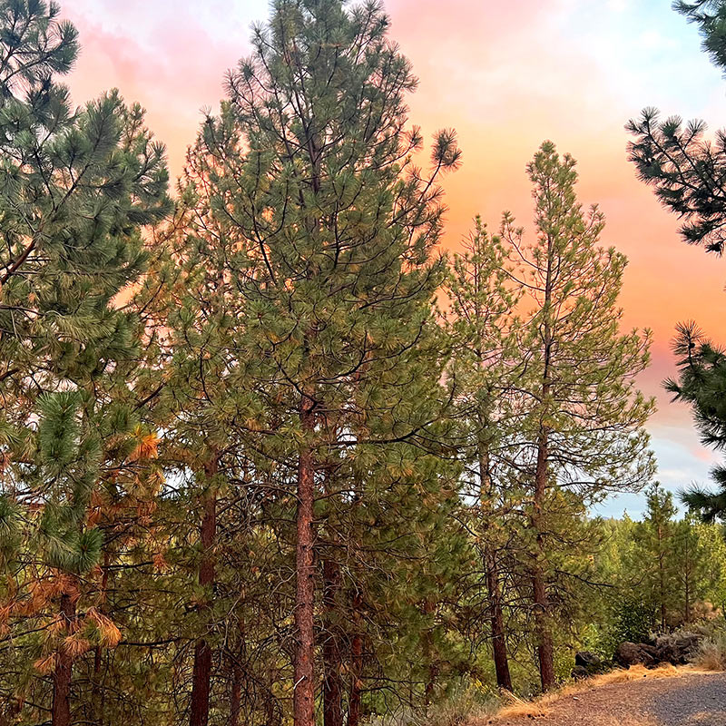 Deschutes National Forest