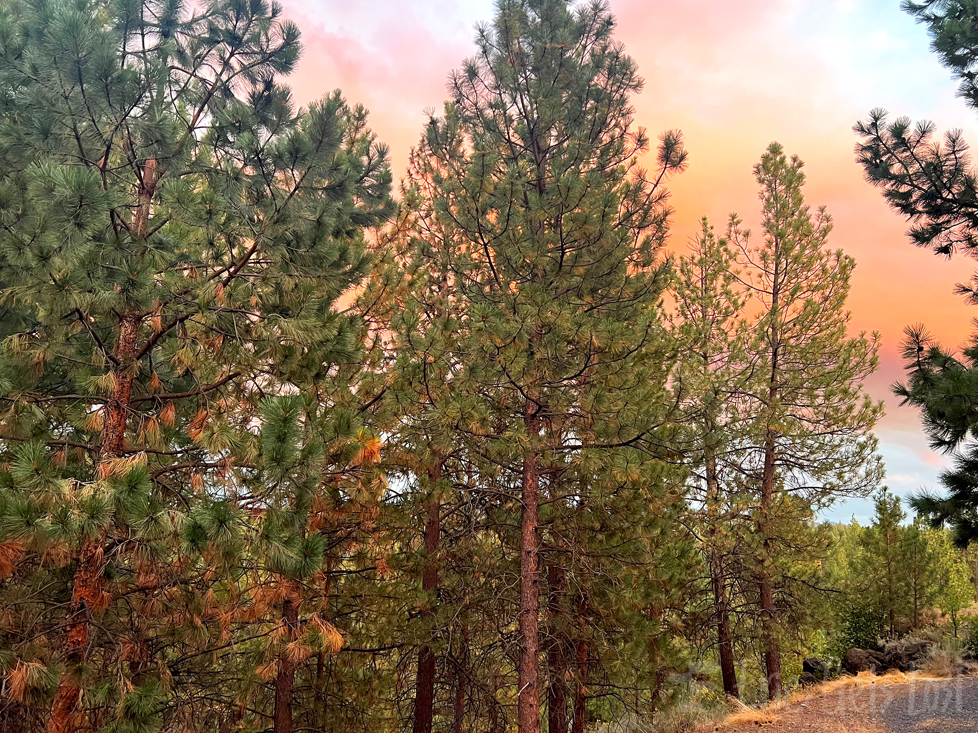 Deschutes National Forest