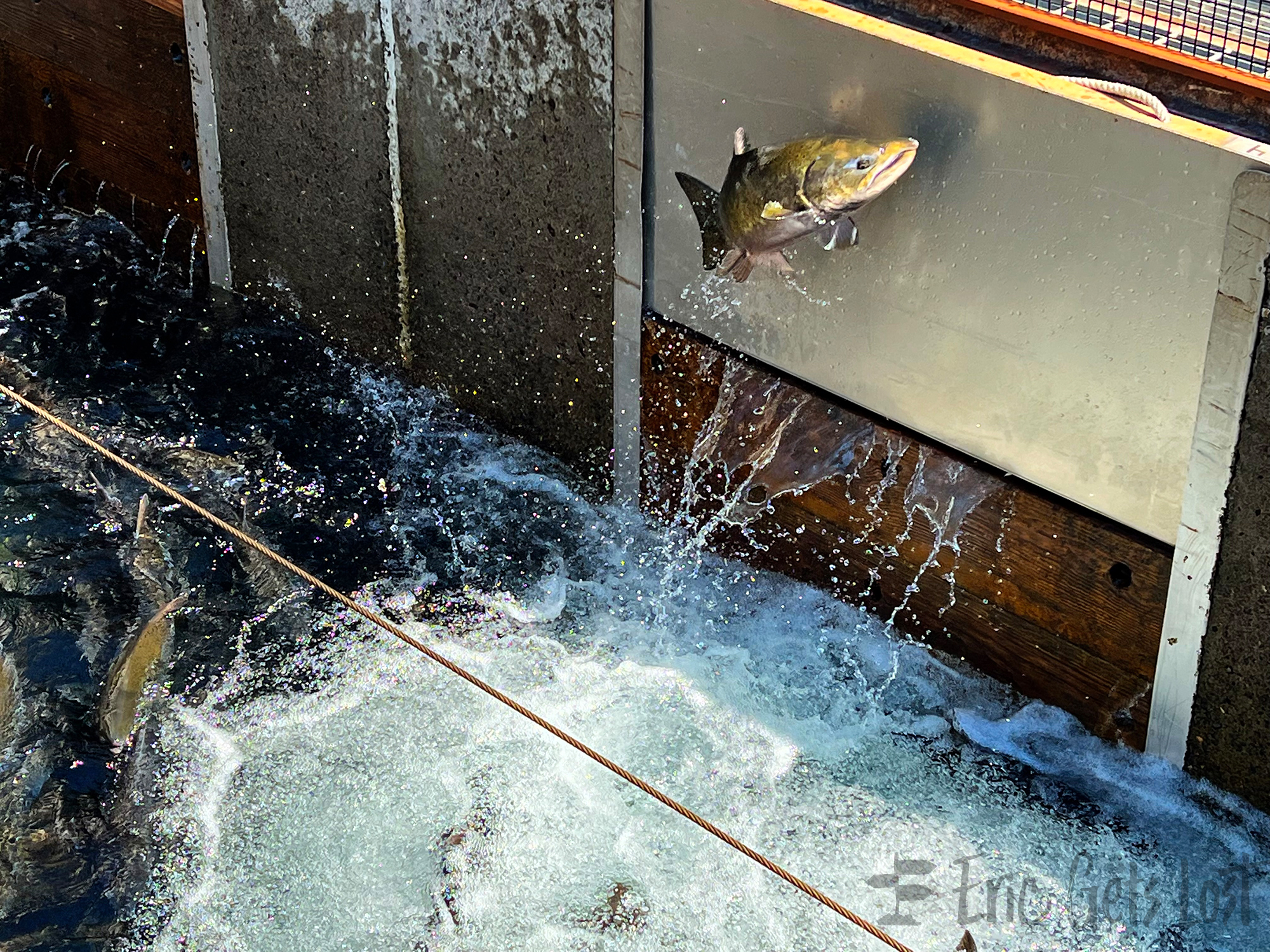 Bonneville Fish Hatchery