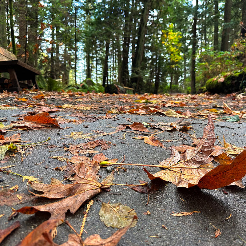 Lighthouse Park