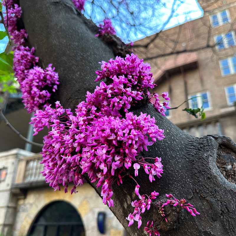 Spring in San Antonio