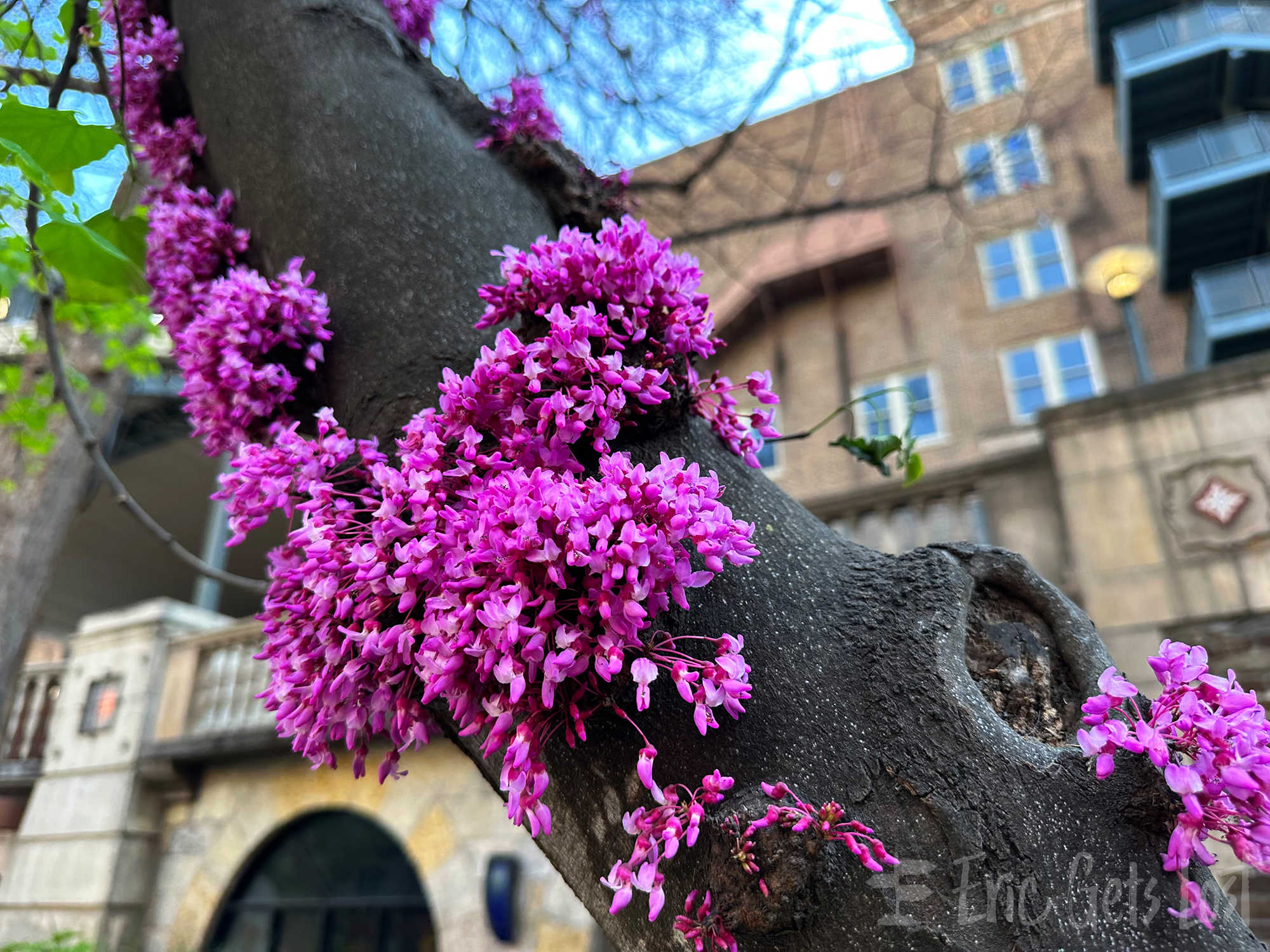 Spring in San Antonio