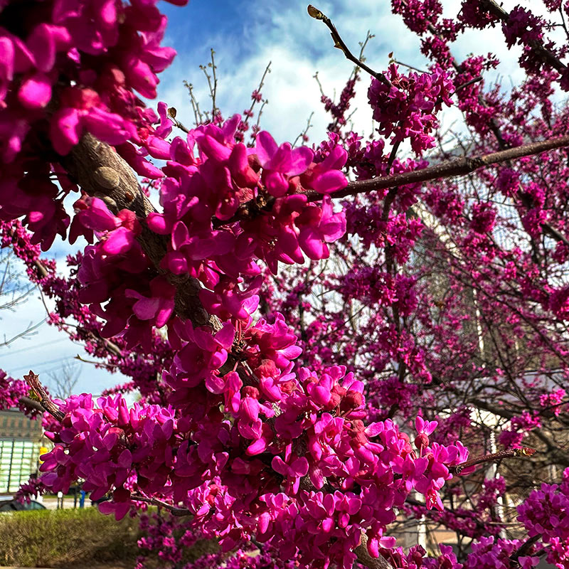 Oklahoma Redbud