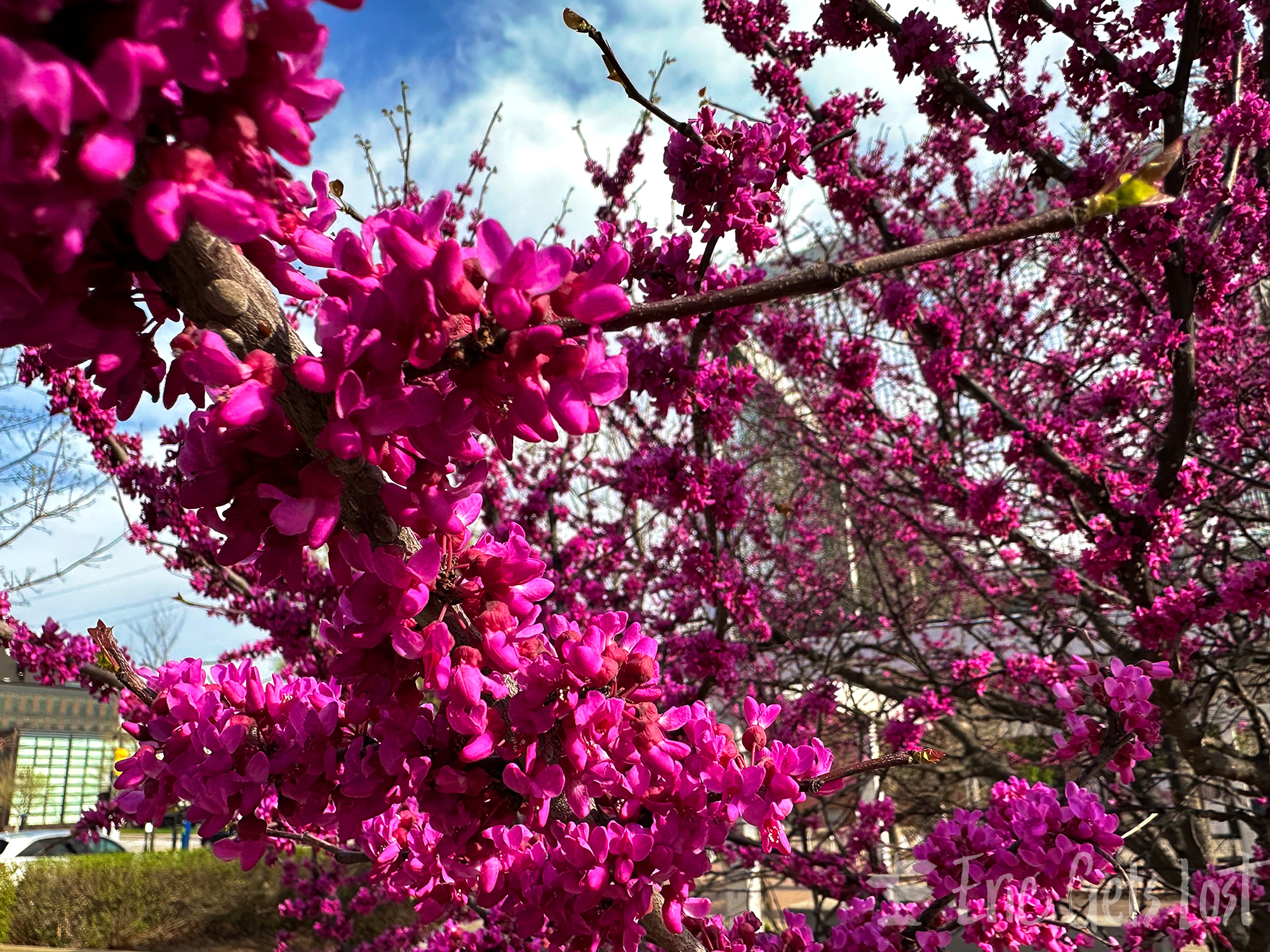 Oklahoma Redbud