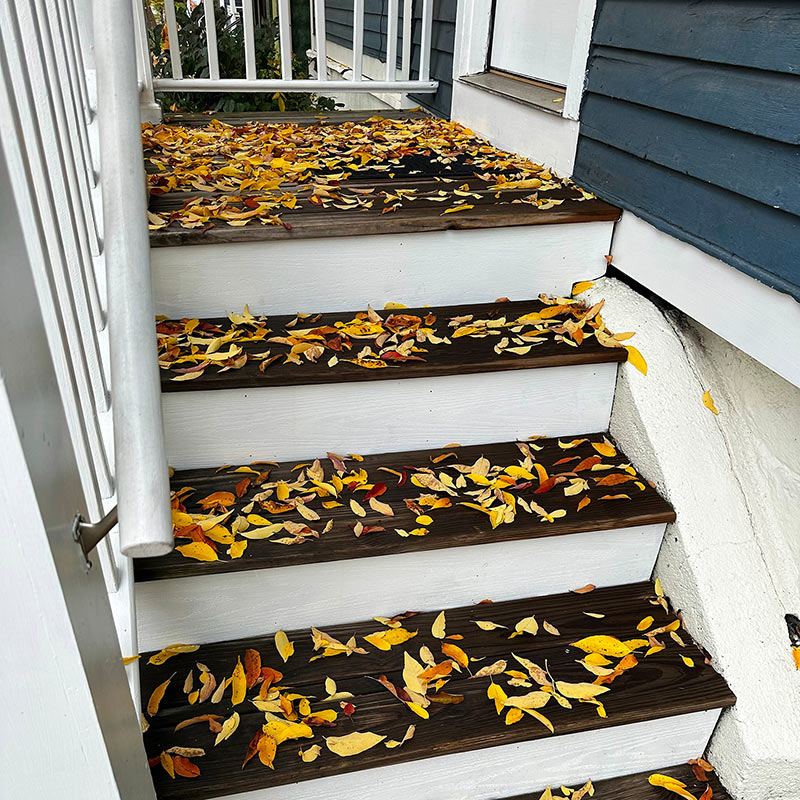 Fallen Leaves in Burlington