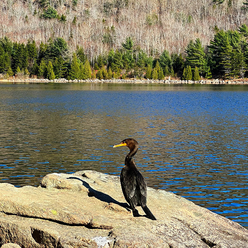 Double-Crested Cormorant