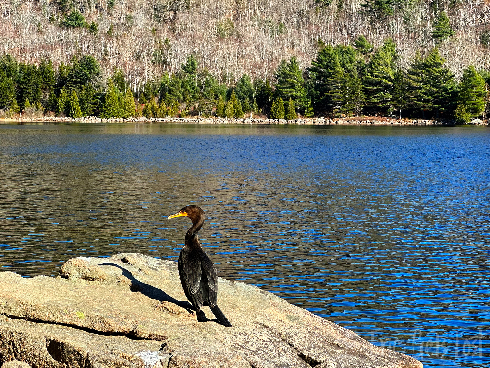 Double-Crested Cormorant