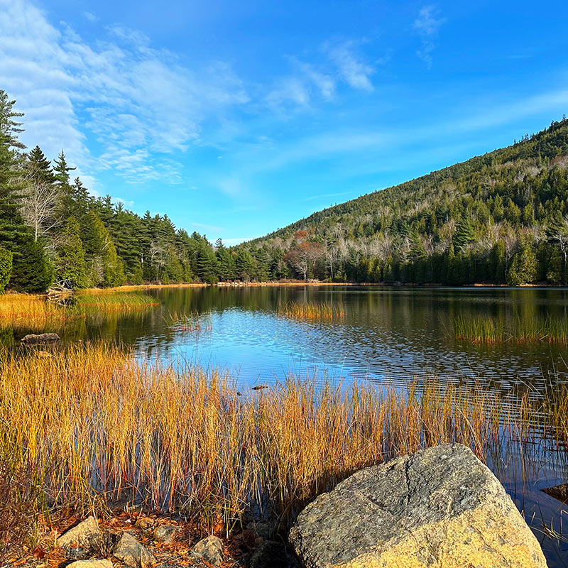 Bubble Pond