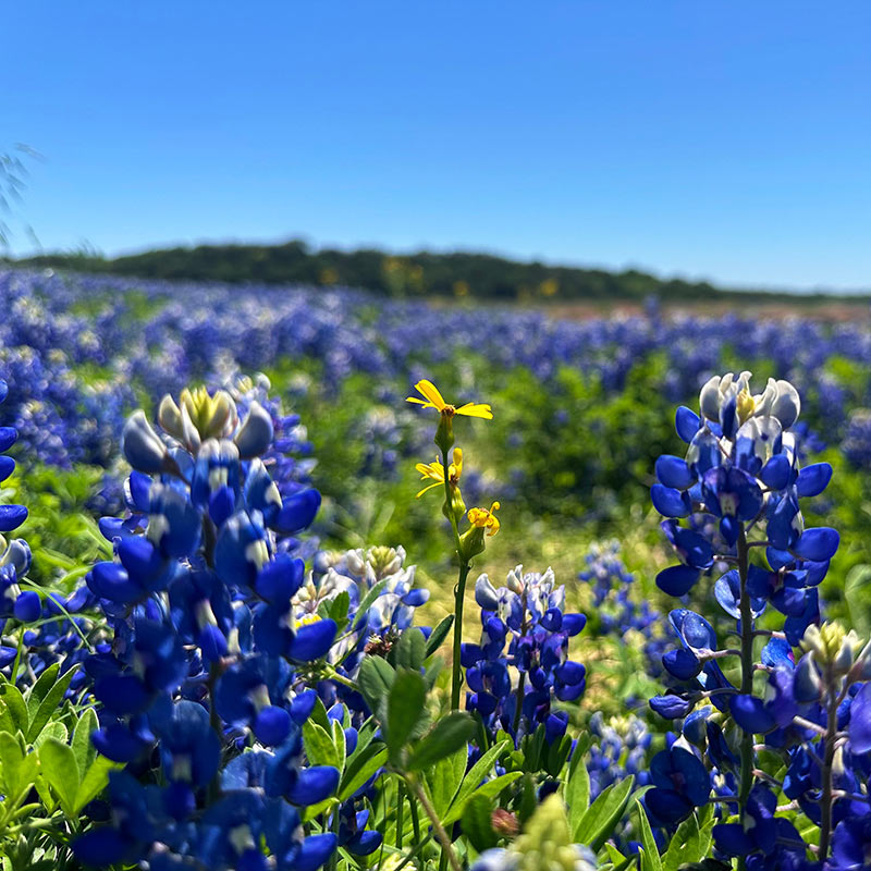 Texas Bluebonnets