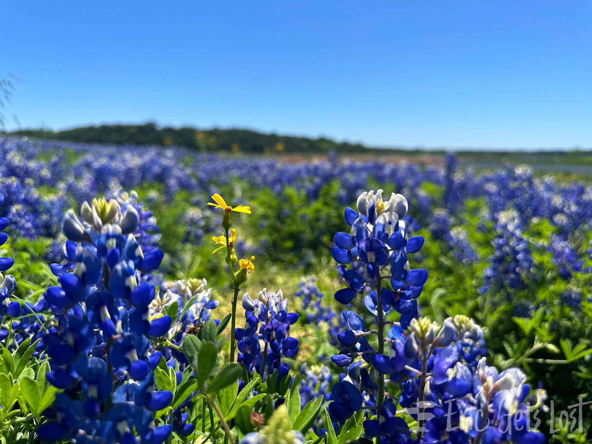 Texas Bluebonnets