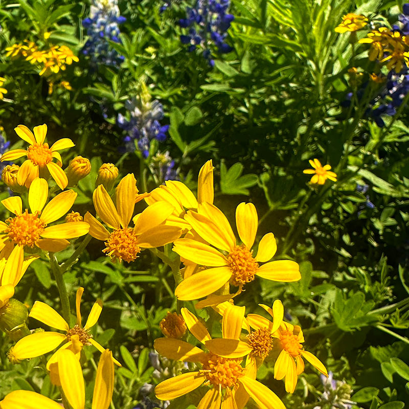 Texas Bluebonnets