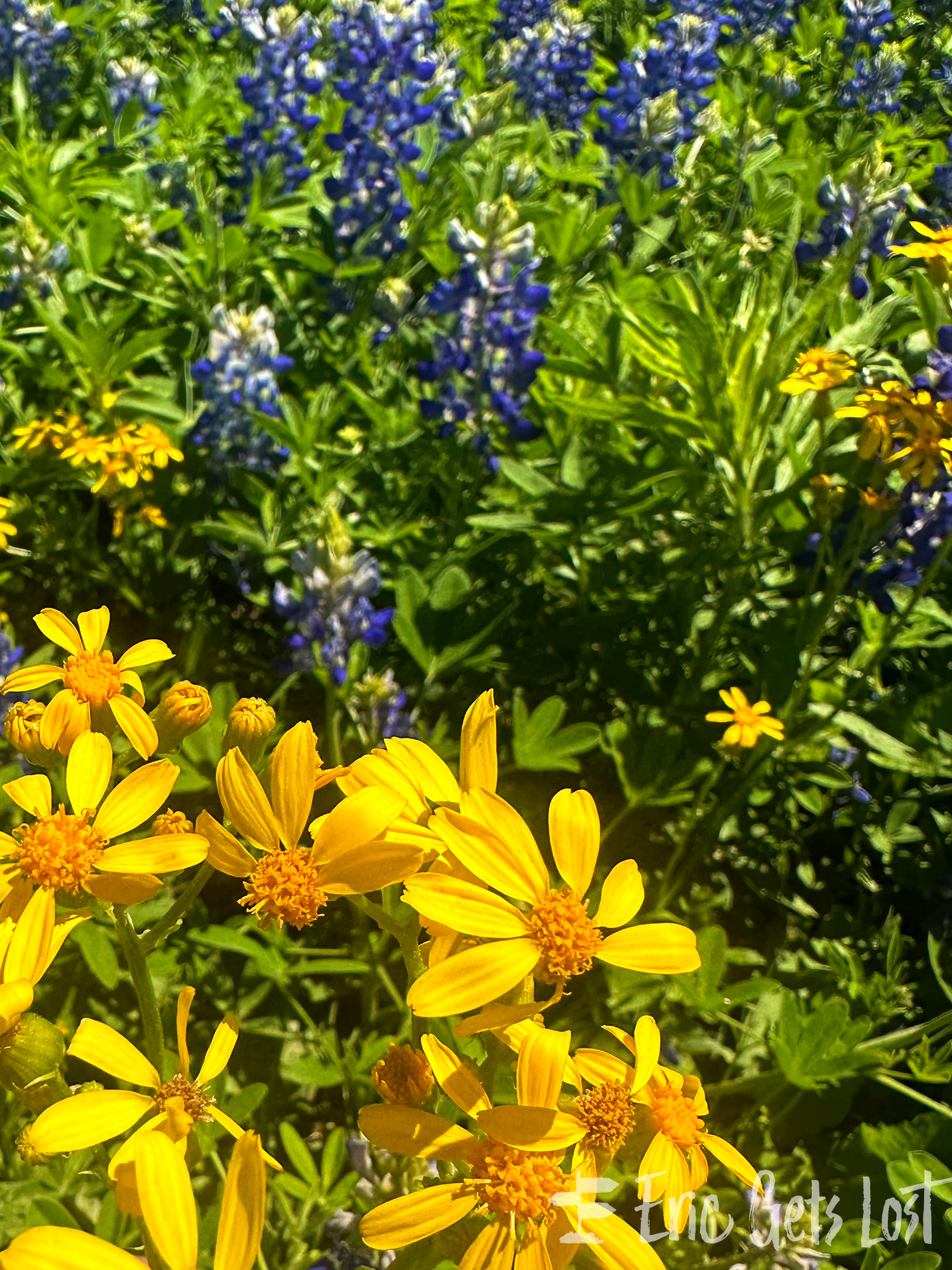 Texas Bluebonnets