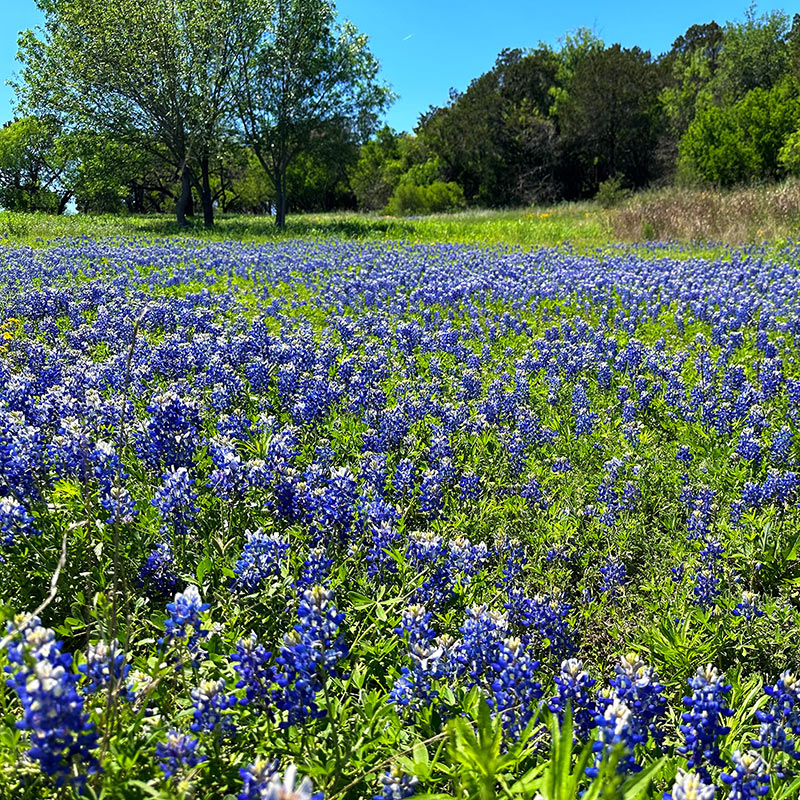 Texas Bluebonnets