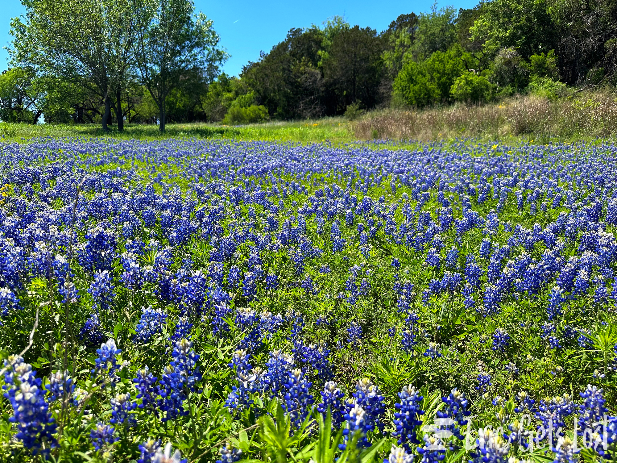 Texas Bluebonnets