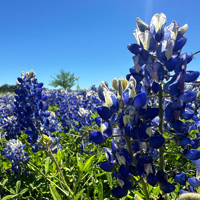 Texas Bluebonnets