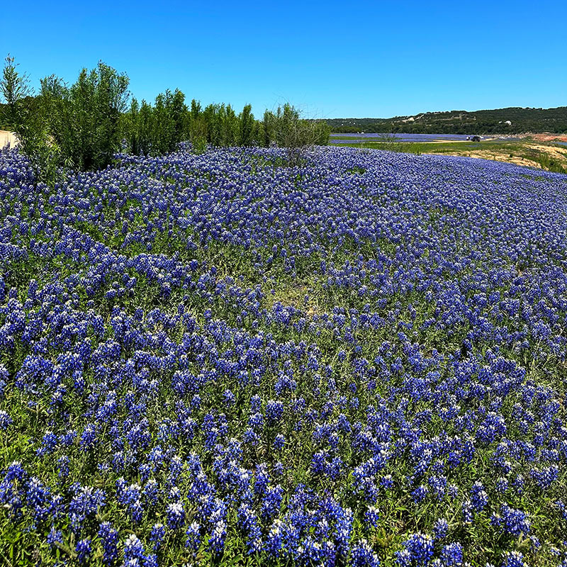 Texas Bluebonnets