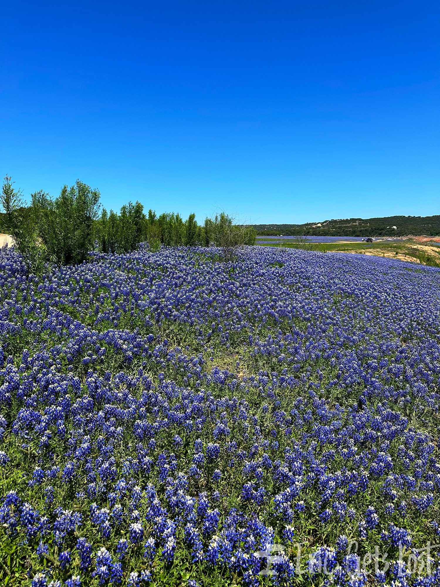 Texas Bluebonnets