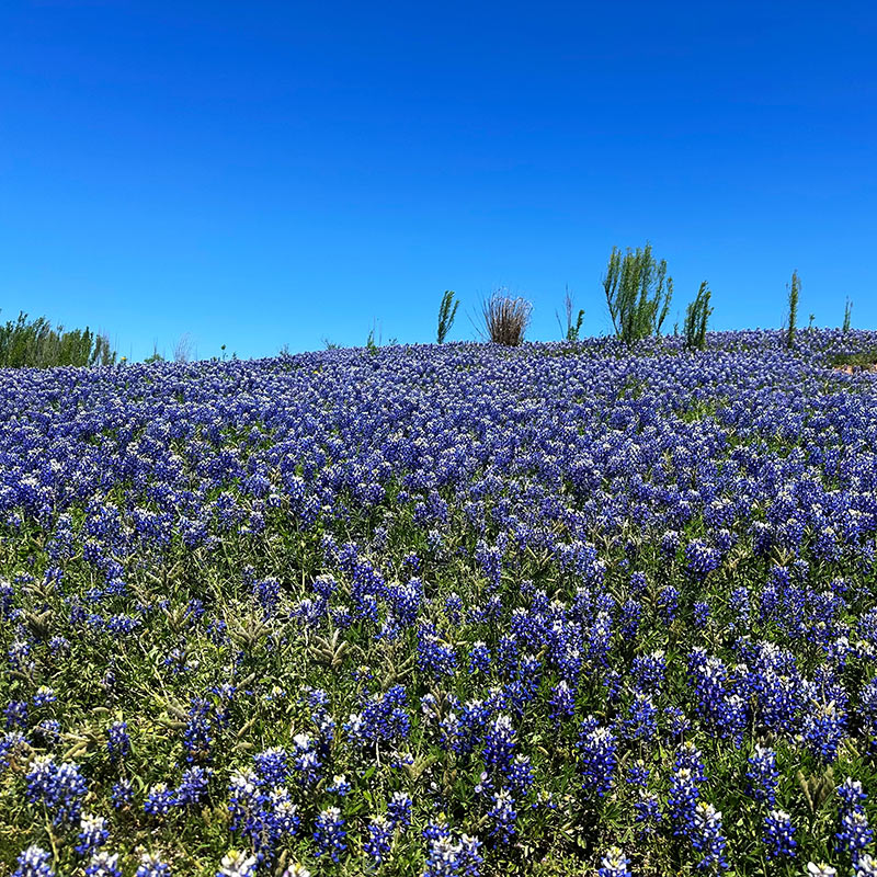 Texas Bluebonnets