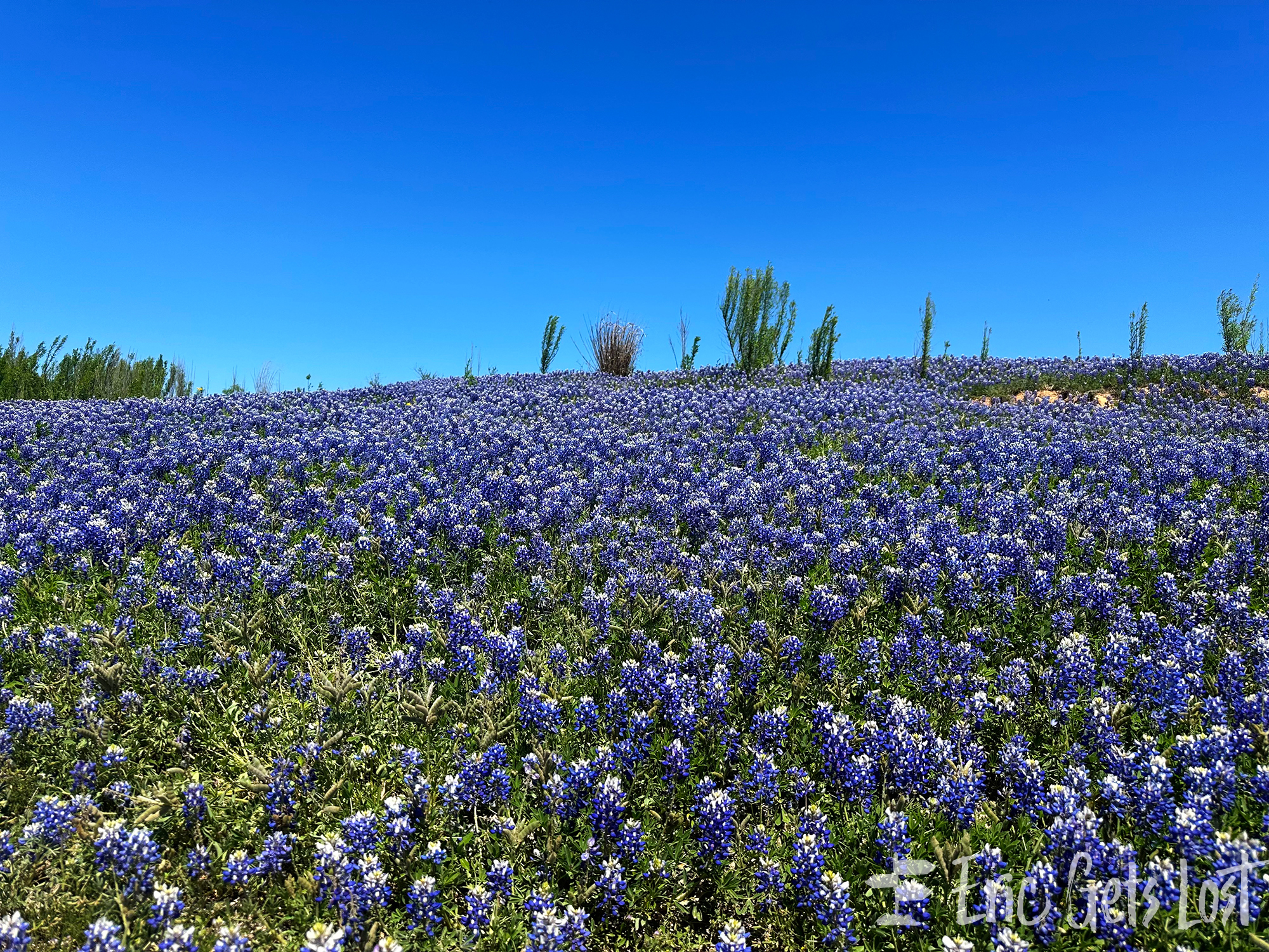 Texas Bluebonnets