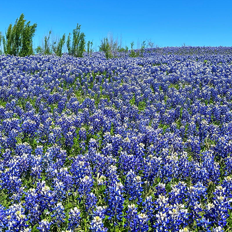 Texas Bluebonnets