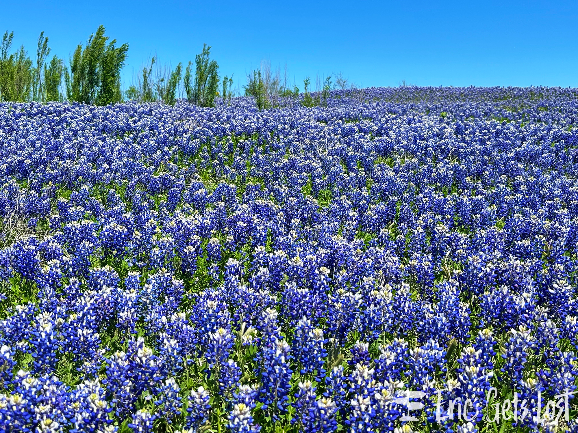 Texas Bluebonnets