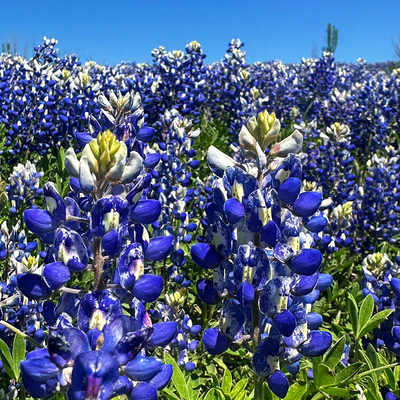 Texas Bluebonnets