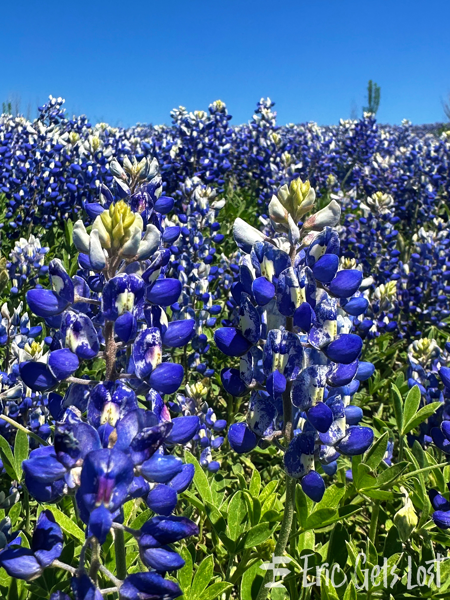 Texas Bluebonnets