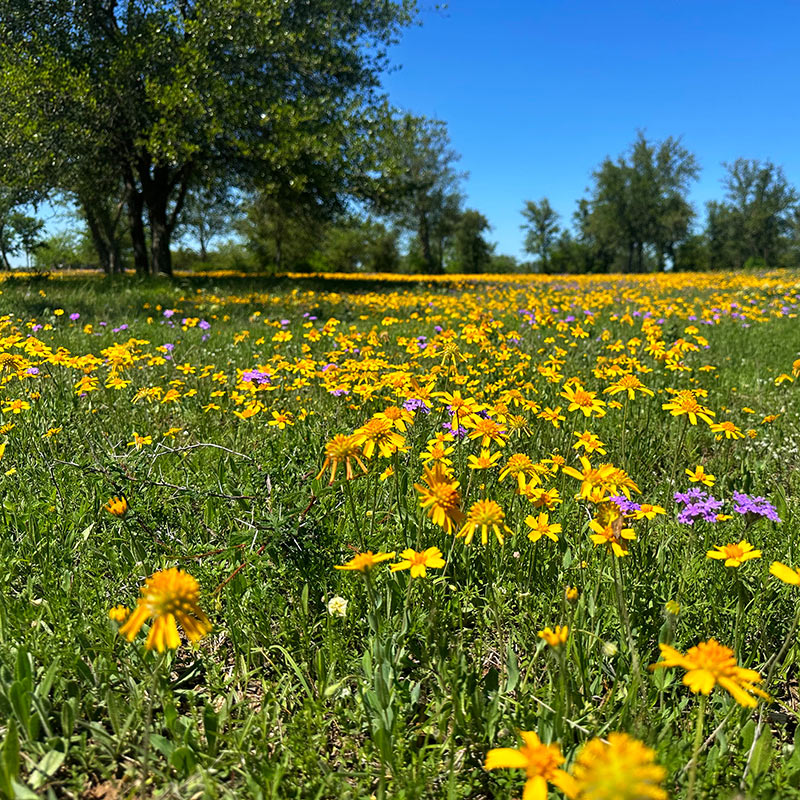 Texas Wildflowers