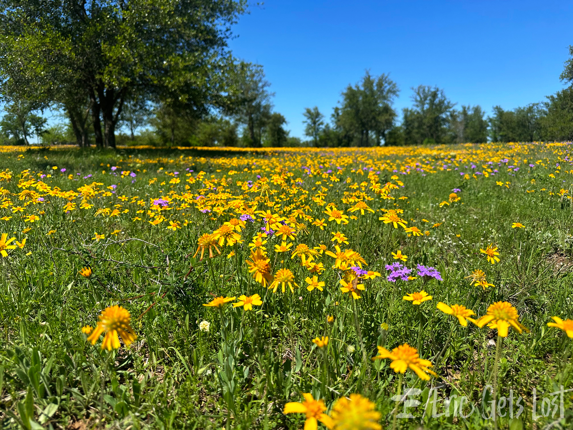 Texas Wildflowers